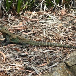 Intellagama lesueurii howittii at Acton, ACT - 10 Jan 2019 12:00 PM