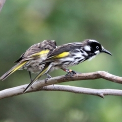 Phylidonyris novaehollandiae (New Holland Honeyeater) at Acton, ACT - 10 Jan 2019 by RodDeb