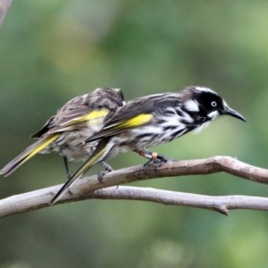 Phylidonyris novaehollandiae at Acton, ACT - 10 Jan 2019