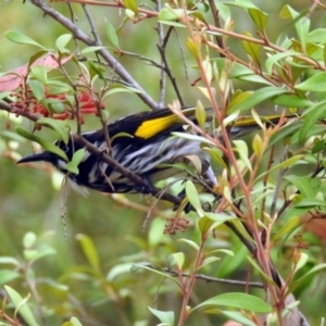 Phylidonyris novaehollandiae at Acton, ACT - 10 Jan 2019