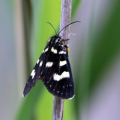 Phalaenoides tristifica (Willow-herb Day-moth) at Paddys River, ACT - 7 Jan 2019 by RodDeb