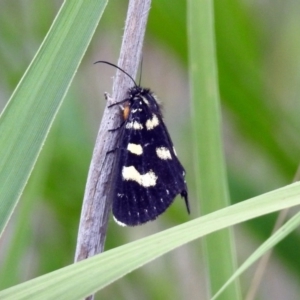 Phalaenoides tristifica at Paddys River, ACT - 7 Jan 2019