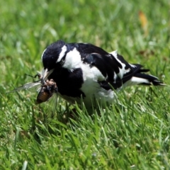 Grallina cyanoleuca (Magpie-lark) at ANBG - 10 Jan 2019 by RodDeb