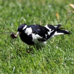 Grallina cyanoleuca at Acton, ACT - 10 Jan 2019