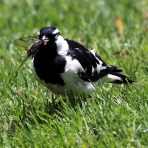 Grallina cyanoleuca at Acton, ACT - 10 Jan 2019