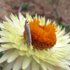 Phycitinae (subfamily) (A snout moth) at Acton, ACT - 10 Jan 2019 by RodDeb