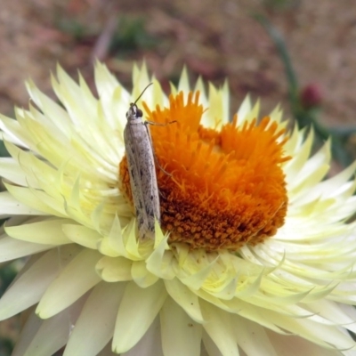 Phycitinae (subfamily) (A snout moth) at ANBG - 10 Jan 2019 by RodDeb