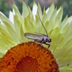 Phycitinae (subfamily) at Acton, ACT - 10 Jan 2019