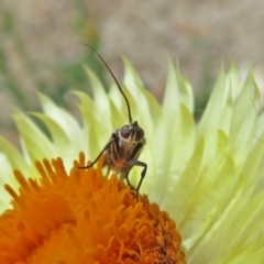 Phycitinae (subfamily) at Acton, ACT - 10 Jan 2019