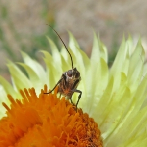 Phycitinae (subfamily) at Acton, ACT - 10 Jan 2019