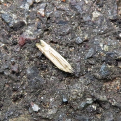 Ardozyga (genus) (Twirler moth, gelechiid moth) at Acton, ACT - 10 Jan 2019 by RodDeb