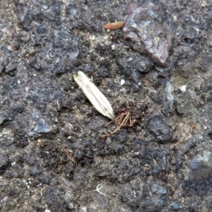 Ardozyga (genus) at Acton, ACT - 10 Jan 2019