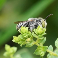 Megachile (Eutricharaea) sp. (genus & subgenus) (Leaf-cutter Bee) at Ainslie, ACT - 10 Jan 2019 by geoff.bull