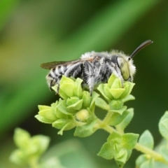 Megachile (Eutricharaea) sp. (genus & subgenus) (Leaf-cutter Bee) at Ainslie, ACT - 10 Jan 2019 by GeoffBull