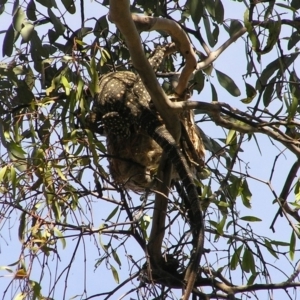 Varanus varius at Yass River, NSW - suppressed