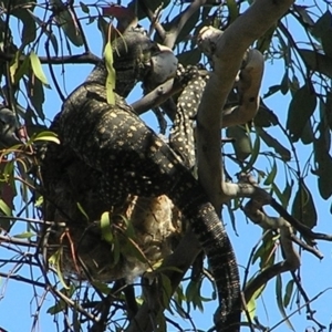 Varanus varius at Yass River, NSW - suppressed