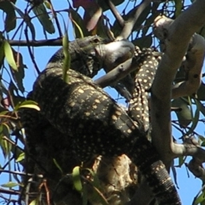 Varanus varius at Yass River, NSW - suppressed