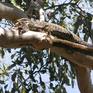 Varanus varius at Yass River, NSW - suppressed