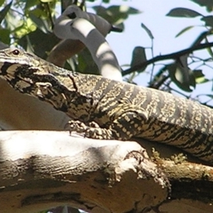 Varanus varius at Yass River, NSW - suppressed