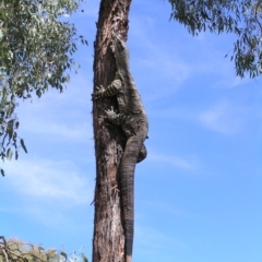 Varanus varius (Lace Monitor) at Gang Gang at Yass River - 5 Mar 2006 by SueMcIntyre