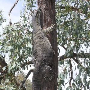 Varanus varius at Yass River, NSW - suppressed