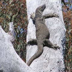 Varanus varius (Lace Monitor) at Yass River, NSW - 23 Sep 2007 by SueMcIntyre