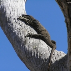 Varanus varius at Yass River, NSW - suppressed