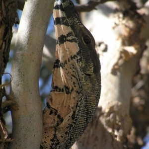 Varanus varius at Yass River, NSW - suppressed