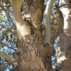 Varanus varius at Yass River, NSW - suppressed