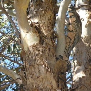 Varanus varius at Yass River, NSW - 9 Mar 2008