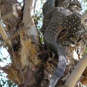 Varanus varius at Yass River, NSW - 9 Mar 2008