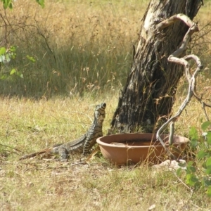 Varanus varius at Yass River, NSW - 20 Jan 2013