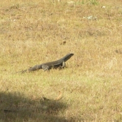 Varanus varius at Yass River, NSW - 20 Jan 2013