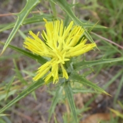 Carthamus lanatus (Saffron Thistle) at Molonglo River Reserve - 9 Jan 2019 by Christine