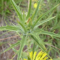 Carthamus lanatus at Molonglo River Reserve - 10 Jan 2019 09:20 AM