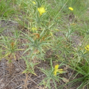 Carthamus lanatus at Molonglo River Reserve - 10 Jan 2019 09:20 AM