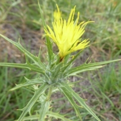 Carthamus lanatus at Molonglo River Reserve - 10 Jan 2019