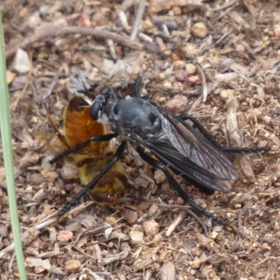 Apothechyla sp. (genus) (Robber fly) at Molonglo River Reserve - 9 Jan 2019 by Christine