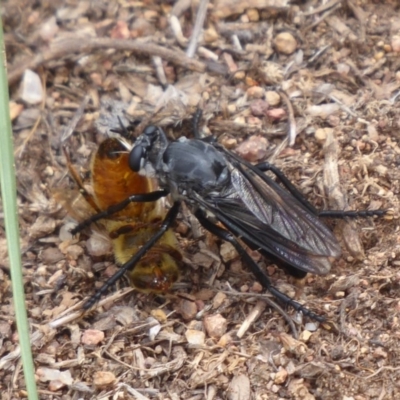 Apothechyla sp. (genus) (Robber fly) at Dunlop, ACT - 10 Jan 2019 by Christine