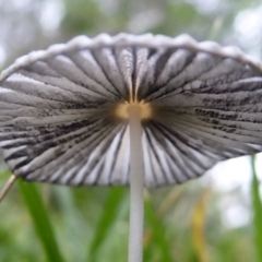 Parasola sp. (genus) (An Inkcap) at Flynn, ACT - 11 Jan 2019 by Christine