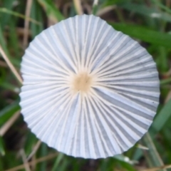 Parasola sp. (genus) at Flynn, ACT - 11 Jan 2019