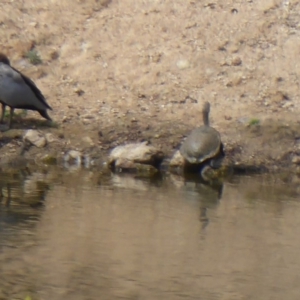 Chelodina longicollis at Tharwa, ACT - 7 Jan 2019 02:35 PM