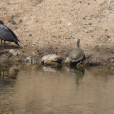 Chelodina longicollis (Eastern Long-necked Turtle) at Tharwa, ACT - 7 Jan 2019 by Christine