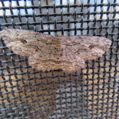 Ectropis excursaria (Common Bark Moth) at Wanniassa, ACT - 10 Jan 2019 by SandraH
