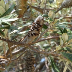 Banksia integrifolia subsp. integrifolia (Coast Banksia) at Termeil, NSW - 3 Jan 2019 by MatthewFrawley