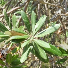 Banksia integrifolia subsp. integrifolia at Termeil, NSW - 3 Jan 2019 11:46 AM