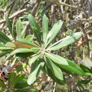 Banksia integrifolia subsp. integrifolia at Termeil, NSW - 3 Jan 2019