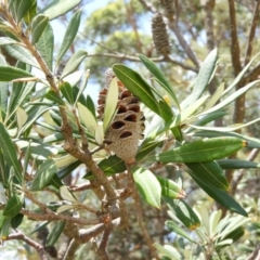 Banksia integrifolia subsp. integrifolia at Termeil, NSW - 3 Jan 2019