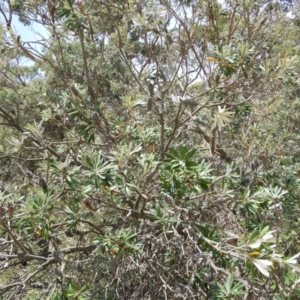 Banksia integrifolia subsp. integrifolia at Termeil, NSW - 3 Jan 2019 11:46 AM