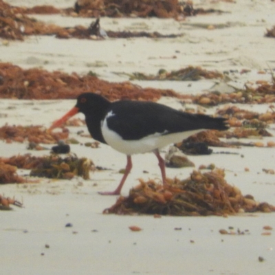 Haematopus longirostris (Australian Pied Oystercatcher) at Bawley Point, NSW - 2 Jan 2019 by MatthewFrawley